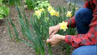 Tying daffodils [upl. by Ardnaet]