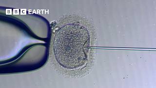 How IVF Works  The Story of Fertility  BBC Earth Science [upl. by Ozkum]