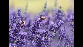 Bees Buzzing in the Garden  8 Hours of Bee Sounds for Sleep Relaxation and Meditation [upl. by Acnalb]