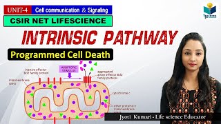 INTRINSIC PATHWAY OF APOPTOSIS Part3  CSIR NET  GATE  MSc  BSc [upl. by Ailana]