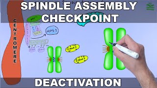 Silencing of Spindle Assembly Checkpoint [upl. by Jamieson]