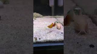 Platy Sunset platyfish ikanplaty ikanhias ikanhiasaquarium aquarium aquariumfish hobby hobi [upl. by Morton]