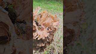 Le polypore en touffe polyporeentouffe champignons fungi nature naturesauvage naturelovers [upl. by Nagn858]