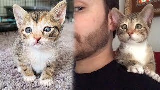 No One Wanted a Cross Eyed Shelter Kitten But This Man Turned a Kittens Life [upl. by Sivla]