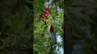 Yellowtailed black cockatoo king parrot crimson rosella superb fairywrens new holland [upl. by Aicnilav]