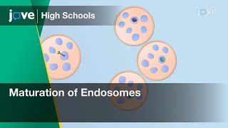 Maturation of Endosomes  Cell Bio  Video Textbooks  Preview [upl. by Hitoshi]