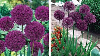 How to Plant Allium Purple Sensation Bedding Summer Guide [upl. by Ide116]