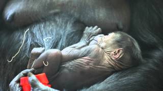 Baby Gorilla at Lincoln Park Zoo [upl. by Hoisch]