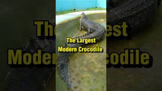 The Largest Crocodile Ever Recorded [upl. by Karolyn387]