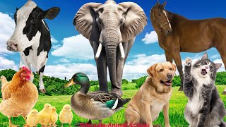 Farm Animal Sounds Horse Cow Duck Dog Hen Cat Elephant  Animal Paradise [upl. by Gelya146]