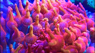 Bubble Tip Anemone Care [upl. by Nicky762]