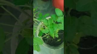 tulsi me pani dalne ka mantrayoutubeytshortsvastuvastutipstulsimaalaxmimantraplantsgarden [upl. by Arvonio]