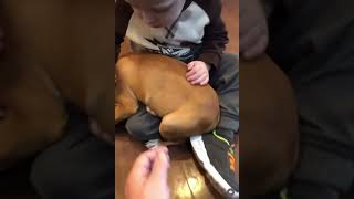 Bridger Walker New puppy  A real Pitbull from OriginalPitbullcom Named after Cris Cyborg MMA [upl. by Niret]