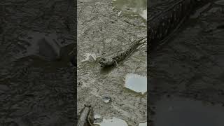 Wild Animals  Sandfish The Lizards That Swim Through Sand [upl. by Cam905]