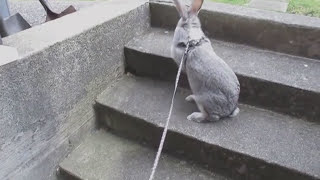 Flemish giant rabbit outside leash [upl. by Tiga389]