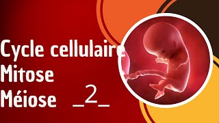 Cycle cellulaire Mitose méiose partie 2 [upl. by Atikihs]