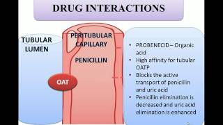 Probenecid and penicillin combination explained in animation [upl. by Anomer698]