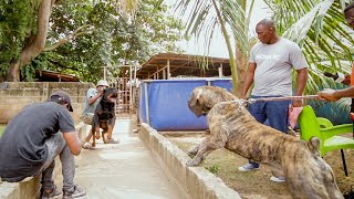 Strong Rottweiler tries to face off with Boerboel [upl. by Wald]