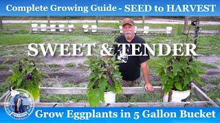 How to Grow amp Harvest Eggplants in 5 Gallon Bucket  Complete Growing Guide [upl. by Mapes160]