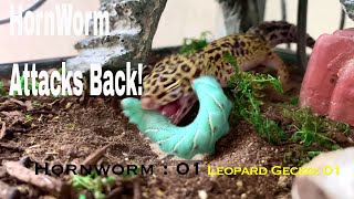 EXOTIC LEOPARD GECKO VS VICIOUS HORN WORM [upl. by Lester118]