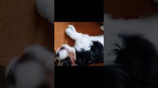 🥰😯WHAT is This Puppy DOING Cavalier King Chrales Spaniel Puppy cutepuppy funnydogs 2024shorts [upl. by Eiramlatsyrc]