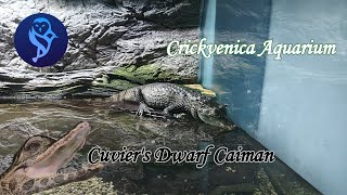 Cuvier törpekajmán  Cuviers Dwarf Caiman  Crickvenica Aquarium [upl. by Joshuah]