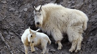 Rocky Mountain Goats Natures Extreme Climbers [upl. by Heath]