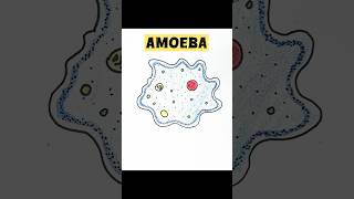 Amoeba diagram simple and easy biology science trending art easydrawings viralvideo ytshorts [upl. by Ayit]