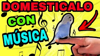 DOMESTICA A TU PERIQUITO CON AYUDA DE ESTE AUDIO [upl. by Eerak530]