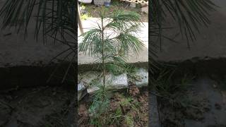 Deodar Tree or cedar Plant are Coniferous Himalayan trees [upl. by Yenaj]