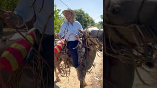 Caballo criollo y un llanero bragao [upl. by Yehus434]