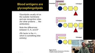 Lecture 211 The Biochemistry of Membranes [upl. by Eahcim]