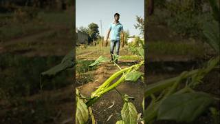 plucked fresh cluster beans nature farming clusterbeans shorts [upl. by Andros]