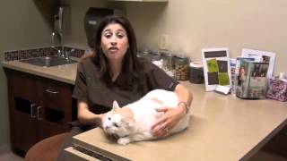 Dr Aarffcom Why Cats Get Hairballs Prevention amp Treatment [upl. by Elleina]