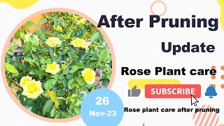 🌱🌹After Pruning update 2023  Rose Plant Care  how to care rose after pruning  rose care in winter [upl. by Wilhide578]