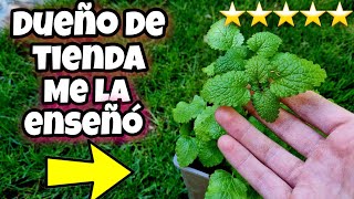 Si ves ESTA PLANTA en un vivero CÓMPRALA DE INMEDIATO Usos y Beneficios de la Melisa O Toronjil [upl. by Hgieliak]