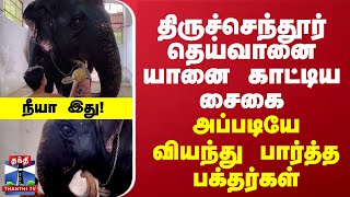 திருச்செந்தூர் தெய்வானை யானை காட்டிய சைகை அப்படியே வியந்து பார்த்த பக்தர்கள் [upl. by Rellek506]