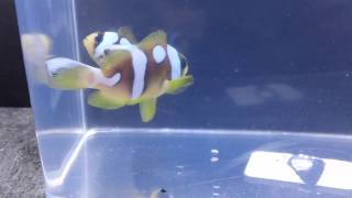 ORA Pearl Eye Spotcinctus Clownfish Amphiprion Bicinctus [upl. by Amirak]