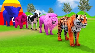 Long Slide Game With Elephant Gorilla Hippopotamus Tiger  3d Animal Game  Funny 3d Animals [upl. by Harv]