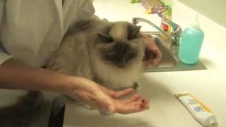 How to Treat Hairballs in Cats [upl. by Eanert]