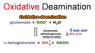 Oxidative deamination [upl. by Schroer]