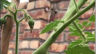 Pomodoro Costuluto Fiorentino Plant start fruiting Rooftopandterracekitchengarden [upl. by Nod]