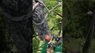 climb a tree than cut part of a tree shortsvideo [upl. by Assena]