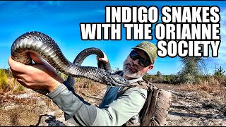 Catching Snakes and Turtles for the Environment  Indigo Snakes with the Orianne Society [upl. by Ernest]