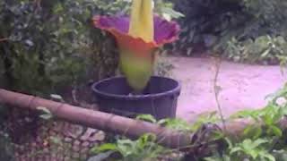 Titan arum flower opens during lockdown – Eden Project [upl. by Itsuj]