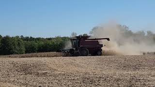 Soybean Harvest 2024 Continues [upl. by Nazler]