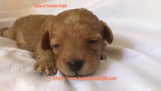 Aiden of Caniche Pudel an Apricot toy poodle puppy two weeks old [upl. by Daly]