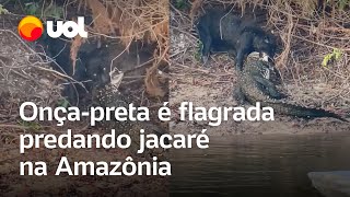 Onçapreta é flagrada predando jacaré na Amazônia veja vídeo [upl. by Kenton]