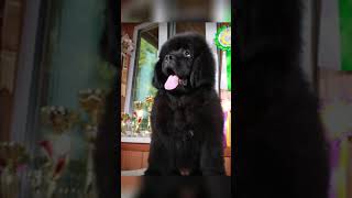 The most adorable Newfoundland Puppy puppy shorts pets [upl. by Iinde]