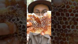 ASMR Eating Raw Honeycomb With Bees 🐝 shorts [upl. by Fougere]